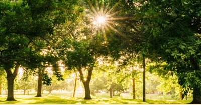 sun shines through green leafy tree canopies
