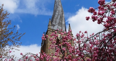 a pink blossom tree in front of a church spire