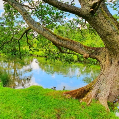 a tree overhanging a river with green grass all around