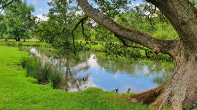 A tree overhanging a lake with green grass all around