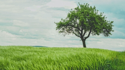 A single tree in the middle of a green field
